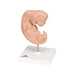 Image 6 - HUMAN EMBRYO MODEL, 25 TIMES LIFE-SIZE - 3B SMART ANATOMY