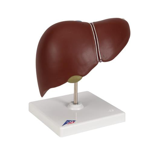 Image 3 - LIVER MODEL WITH GALL BLADDER - 3B SMART ANATOMY