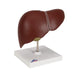 Image 3 - LIVER MODEL WITH GALL BLADDER - 3B SMART ANATOMY