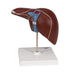 Image 5 - LIVER MODEL WITH GALL BLADDER - 3B SMART ANATOMY