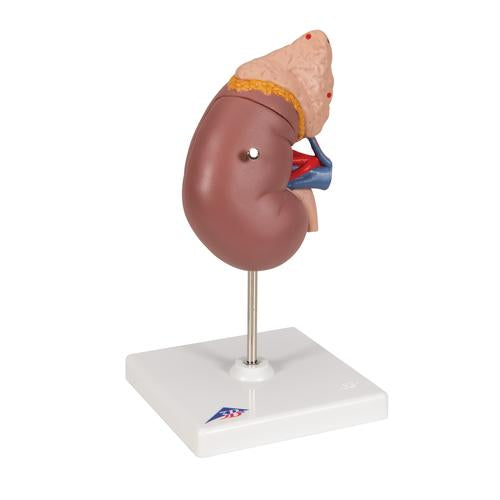 Image 3 - KIDNEY MODEL WITH ADRENAL GLAND, 2 PART - 3B SMART ANATOMY