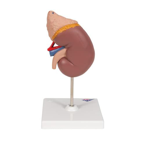 Image 5 - KIDNEY MODEL WITH ADRENAL GLAND, 2 PART - 3B SMART ANATOMY