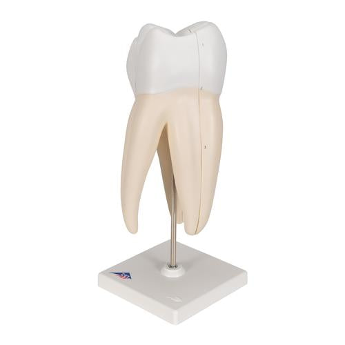 Image 3 - UPPER TRIPLE-ROOT MOLAR HUMAN TOOTH MODEL, 3 PART - 3B SMART ANATOMY