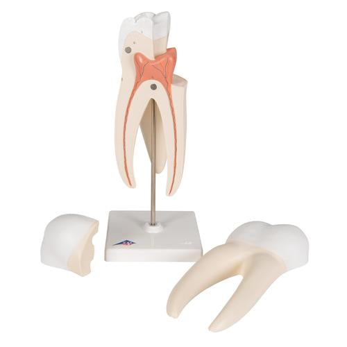 Image 4 - UPPER TRIPLE-ROOT MOLAR HUMAN TOOTH MODEL, 3 PART - 3B SMART ANATOMY