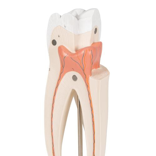 Image 5 - UPPER TRIPLE-ROOT MOLAR HUMAN TOOTH MODEL, 3 PART - 3B SMART ANATOMY