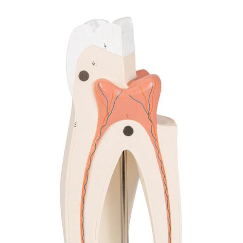 Image 6 - UPPER TRIPLE-ROOT MOLAR HUMAN TOOTH MODEL, 3 PART - 3B SMART ANATOMY