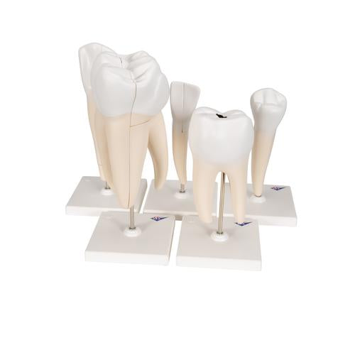 Image 3 - HUMAN TOOTH MODELS SET "CLASSIC SERIES", 5 MODELS - 3B SMART ANATOMY