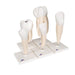 Image 6 - HUMAN TOOTH MODELS SET "CLASSIC SERIES", 5 MODELS - 3B SMART ANATOMY