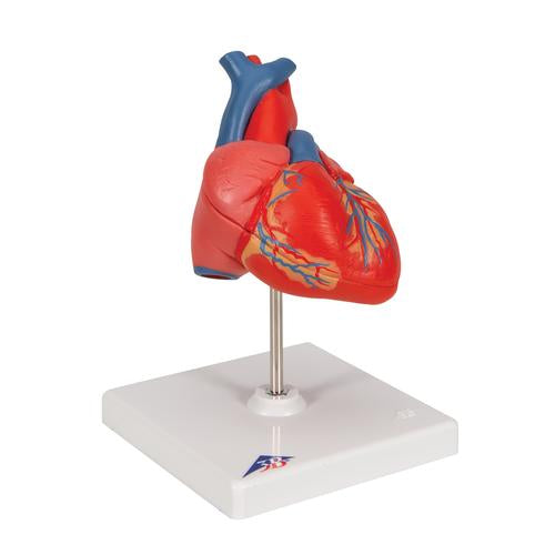 Image 3 - CLASSIC HUMAN HEART MODEL, 2 PART - 3B SMART ANATOMY