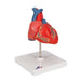 Image 3 - CLASSIC HUMAN HEART MODEL, 2 PART - 3B SMART ANATOMY