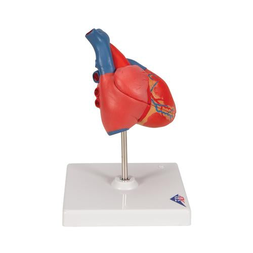 Image 4 - CLASSIC HUMAN HEART MODEL, 2 PART - 3B SMART ANATOMY