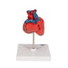 Image 5 - CLASSIC HUMAN HEART MODEL, 2 PART - 3B SMART ANATOMY