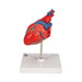 Image 6 - CLASSIC HUMAN HEART MODEL, 2 PART - 3B SMART ANATOMY