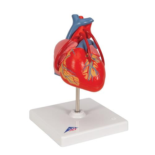 Image 3 - CLASSIC HUMAN HEART MODEL WITH BYPASS, 2 PART - 3B SMART ANATOMY