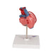 Image 5 - CLASSIC HUMAN HEART MODEL WITH BYPASS, 2 PART - 3B SMART ANATOMY