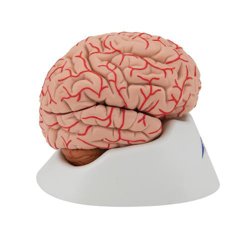 Image 4 - HUMAN BRAIN MODEL WITH ARTERIES, 9 PART - 3B SMART ANATOMY