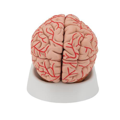 Image 5 - HUMAN BRAIN MODEL WITH ARTERIES, 9 PART - 3B SMART ANATOMY