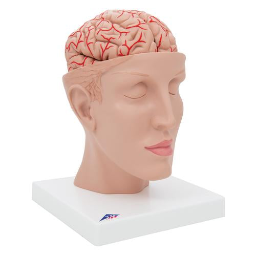 Image 3 - HUMAN BRAIN MODEL WITH ARTERIES ON BASE OF HEAD, 8 PART - 3B SMART ANATOMY