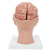 Image 4 - HUMAN BRAIN MODEL WITH ARTERIES ON BASE OF HEAD, 8 PART - 3B SMART ANATOMY