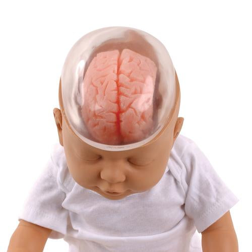 Image 2 - SHAKEN BABY DEMONSTRATION MODEL