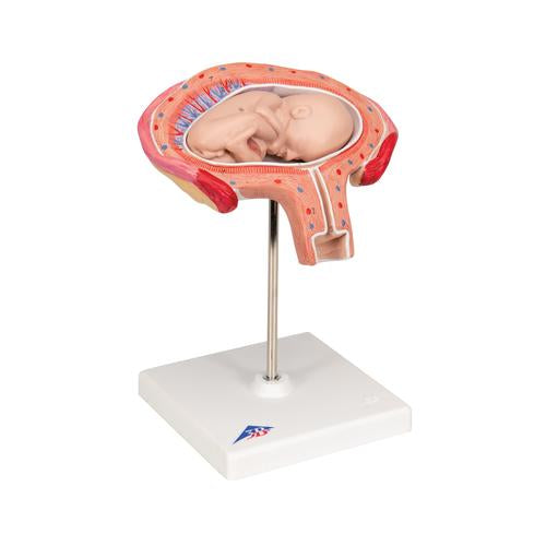 Image 3 - FETUS MODEL, 4TH MONTH IN ABDOMINAL POSITION - 3B SMART ANATOMY