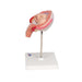 Image 6 - FETUS MODEL, 4TH MONTH IN ABDOMINAL POSITION - 3B SMART ANATOMY