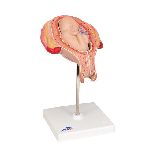 Image 3 - FETUS MODEL, 5TH MONTH IN BREECH POSITION - 3B SMART ANATOMY