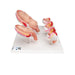 Image 3 - PREGNANCY MODELS SERIES, 5 EMBRYO & FETUS MODELS ON A BASE - 3B SMART ANATOMY