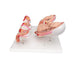 Image 5 - PREGNANCY MODELS SERIES, 5 EMBRYO & FETUS MODELS ON A BASE - 3B SMART ANATOMY