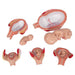 Image 6 - PREGNANCY MODELS SERIES, 5 EMBRYO & FETUS MODELS ON A BASE - 3B SMART ANATOMY