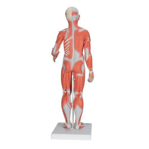 Image 3 - 1/2 LIFE-SIZE COMPLETE HUMAN FEMALE MUSCLE FIGURE, WITHOUT INTERNAL ORGANS, 21 PART - 3B SMART ANATOMY