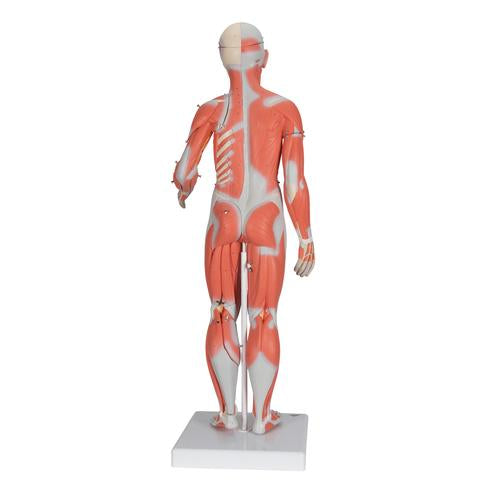 Muscle Models — Health Simulation