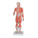 Image 3 - 1/2 LIFE-SIZE COMPLETE HUMAN FEMALE MUSCLE FIGURE, WITHOUT INTERNAL ORGANS, 21 PART - 3B SMART ANATOMY