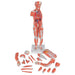 Image 4 - 1/2 LIFE-SIZE COMPLETE HUMAN FEMALE MUSCLE FIGURE, WITHOUT INTERNAL ORGANS, 21 PART - 3B SMART ANATOMY