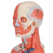 Image 5 - 1/2 LIFE-SIZE COMPLETE HUMAN FEMALE MUSCLE FIGURE, WITHOUT INTERNAL ORGANS, 21 PART - 3B SMART ANATOMY