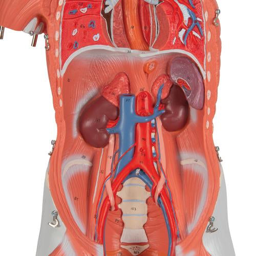 Image 6 - 1/2 LIFE-SIZE COMPLETE HUMAN FEMALE MUSCLE FIGURE, WITHOUT INTERNAL ORGANS, 21 PART - 3B SMART ANATOMY