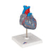 Image 3 - CLASSIC HUMAN HEART MODEL WITH CONDUCTING SYSTEM, 2 PART - 3B SMART ANATOMY