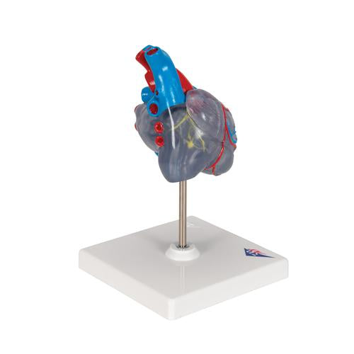 Image 4 - CLASSIC HUMAN HEART MODEL WITH CONDUCTING SYSTEM, 2 PART - 3B SMART ANATOMY