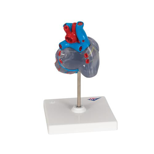 Image 5 - CLASSIC HUMAN HEART MODEL WITH CONDUCTING SYSTEM, 2 PART - 3B SMART ANATOMY