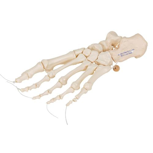 Image 3 - HUMAN FOOT SKELETON, LOOSELY THREADED ON NYLON STRING- 3B SMART ANATOMY