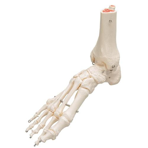 Image 4 - HUMAN FOOT & ANKLE SKELETON, WIRE MOUNTED - 3B SMART ANATOMY