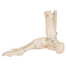 Image 5 - HUMAN FOOT & ANKLE SKELETON, WIRE MOUNTED - 3B SMART ANATOMY