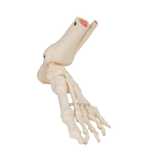 Image 3 - FOOT & ANKLE SKELETON, ELASTIC MOUNTED - 3B SMART ANATOMY