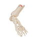 Image 3 - FOOT & ANKLE SKELETON, ELASTIC MOUNTED - 3B SMART ANATOMY