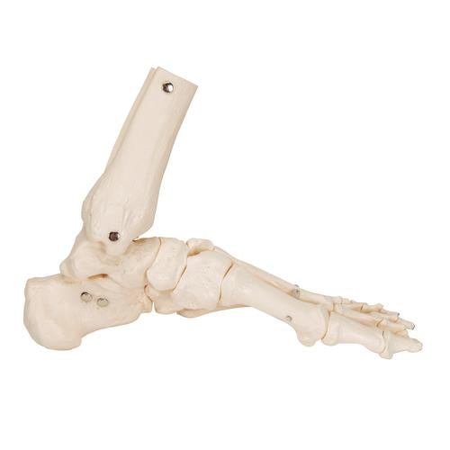 Image 4 - FOOT & ANKLE SKELETON, ELASTIC MOUNTED - 3B SMART ANATOMY