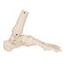 Image 4 - FOOT & ANKLE SKELETON, ELASTIC MOUNTED - 3B SMART ANATOMY