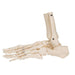 Image 5 - FOOT & ANKLE SKELETON, ELASTIC MOUNTED - 3B SMART ANATOMY