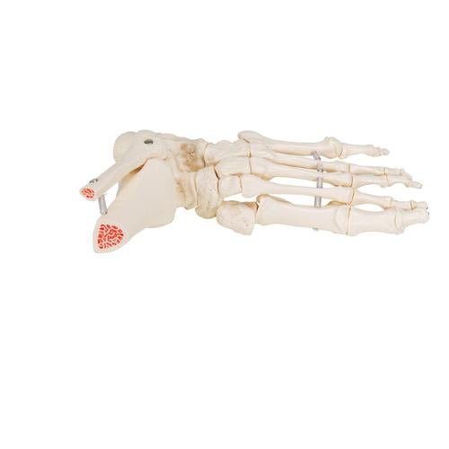 Image 6 - FOOT & ANKLE SKELETON, ELASTIC MOUNTED - 3B SMART ANATOMY