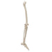 Image 3 - HUMAN SKELETON OF LEG WITH FOOT, WIRE MOUNTED - 3B SMART ANATOMY