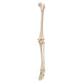 Image 4 - HUMAN SKELETON OF LEG WITH FOOT, WIRE MOUNTED - 3B SMART ANATOMY